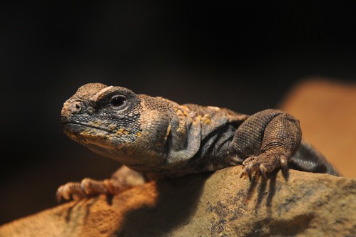 Thằn lằn đuôi gai Dabb Lizard & Uromastyx