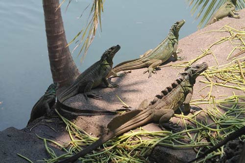 Thằn lằn Chaien Sailfin Dragon