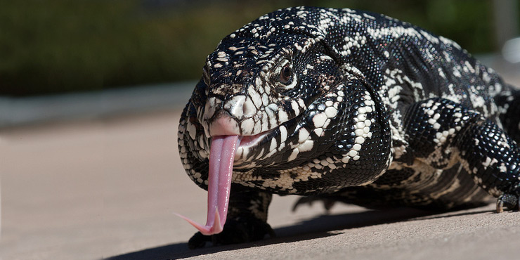 Thằn lằn Tegu Argentina