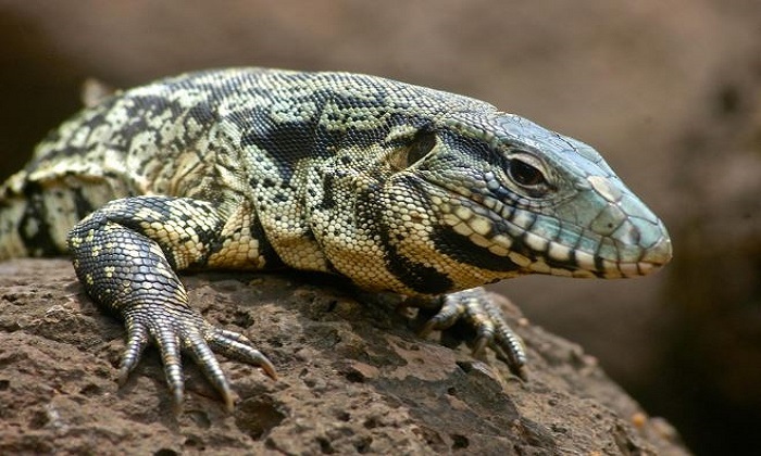 Thằn lằn Tegu Argentina