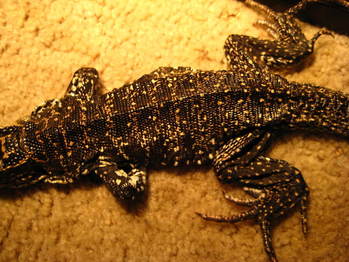 Thằn lằn Tegu Argentina