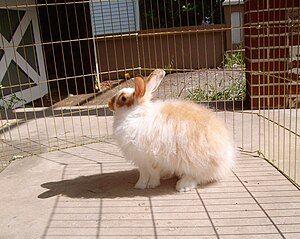 Thỏ Angora rabbit