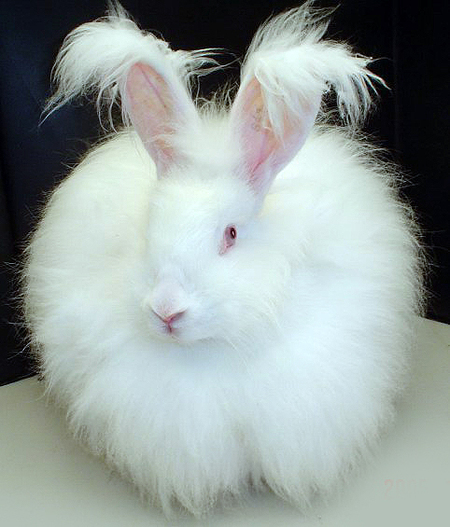 Thỏ Angora rabbit