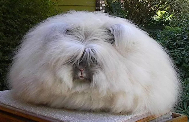 Thỏ Angora rabbit