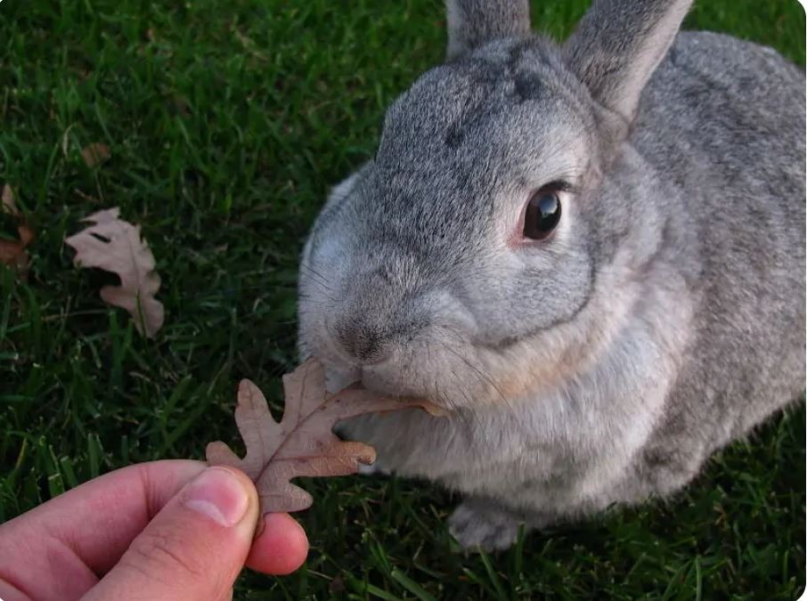 Thỏ Chinchilla Mỹ