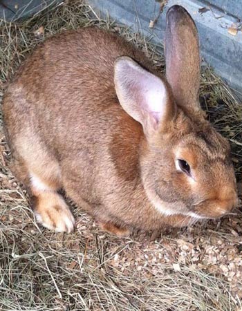 Thỏ Flemish rabbit