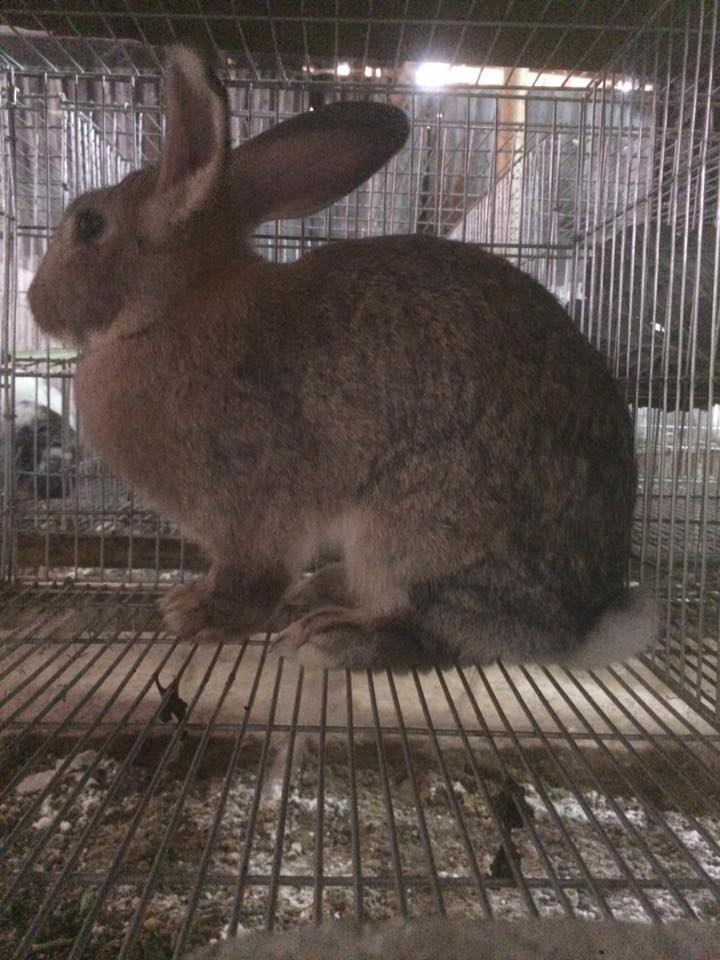 Thỏ Flemish rabbit