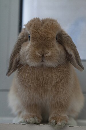 Thỏ French Lop (thỏ tai cụp Pháp)