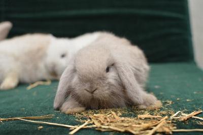 Thỏ French Lop (thỏ tai cụp Pháp)