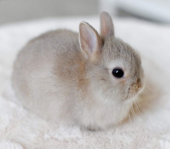 Thỏ Hà Lan lùn (thỏ Netherland Dwarf)