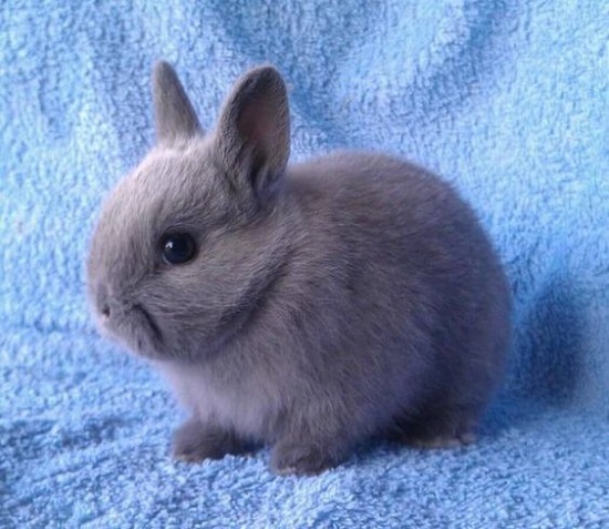 Thỏ Hà Lan lùn (thỏ Netherland Dwarf)