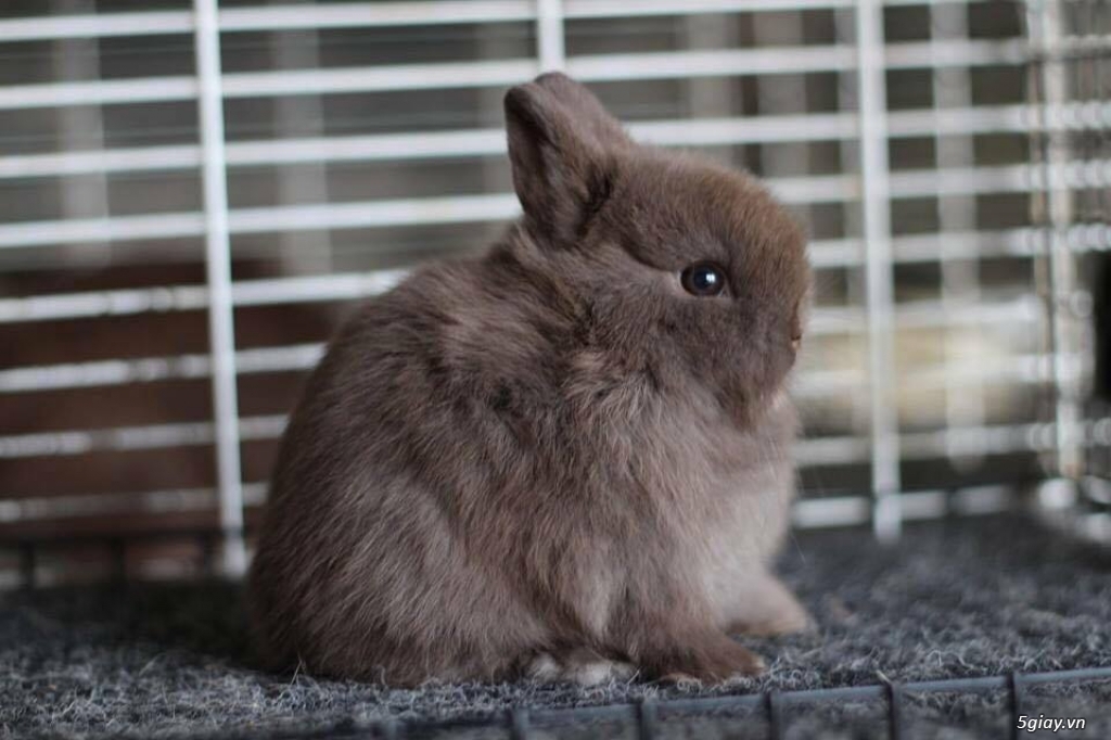 Thỏ Hà Lan lùn (thỏ Netherland Dwarf)