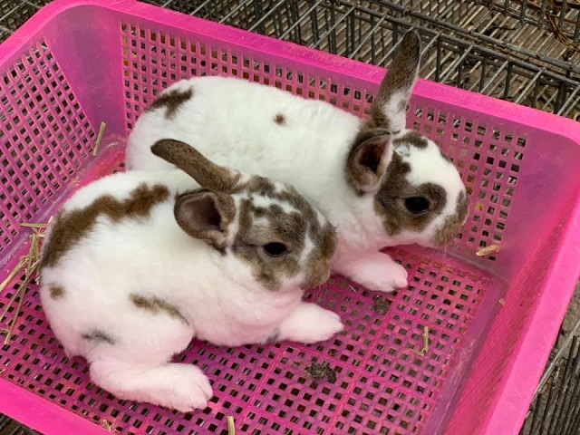 Thỏ Mini rex (thỏ lông nhung)