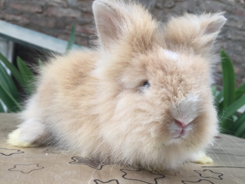 Thỏ Sư tử (Lionhead)