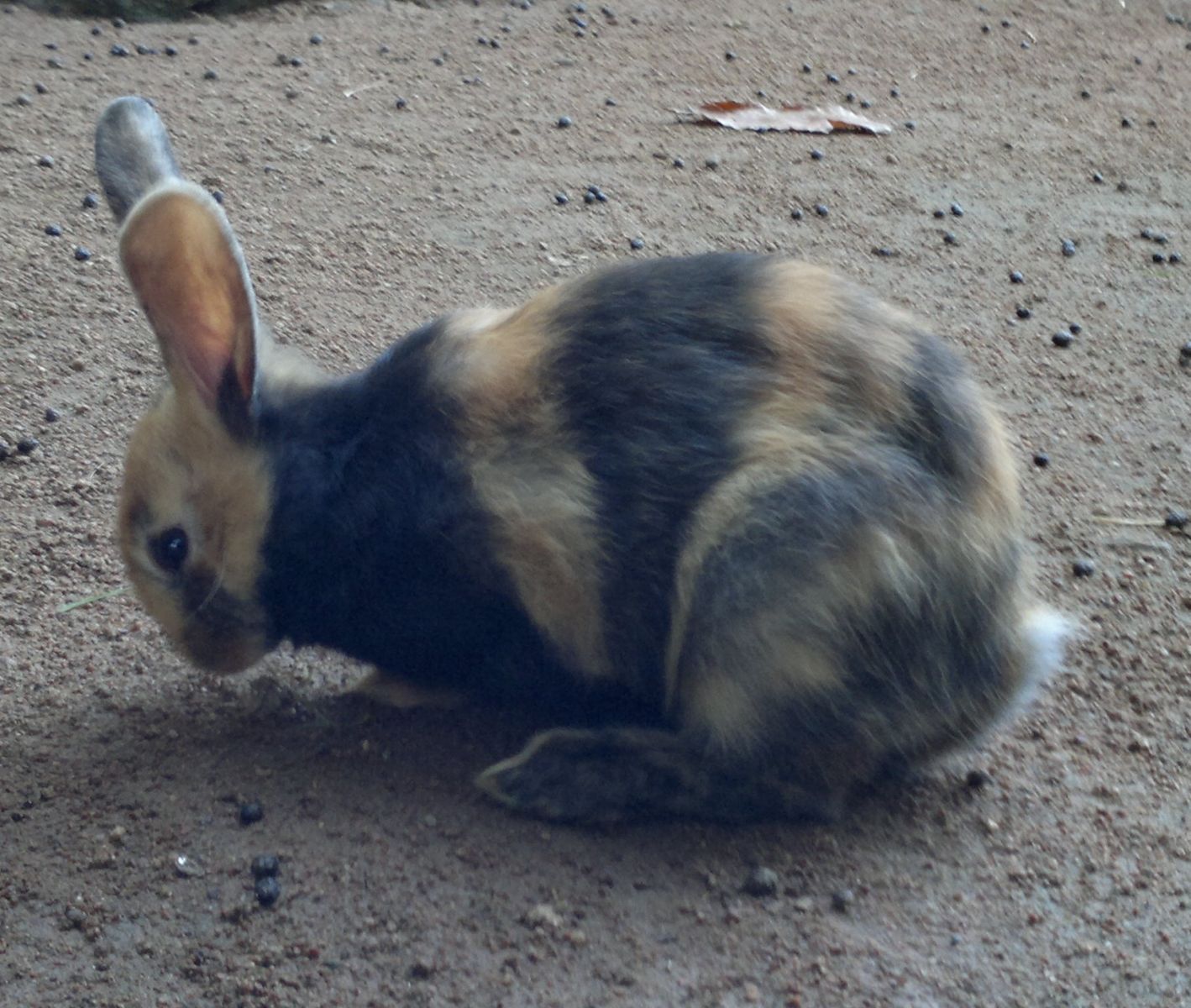 Thỏ cảnh Harlequin