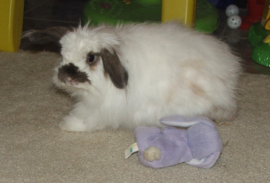 Thỏ tai cụp Mỹ (American Fuzzy Lop)