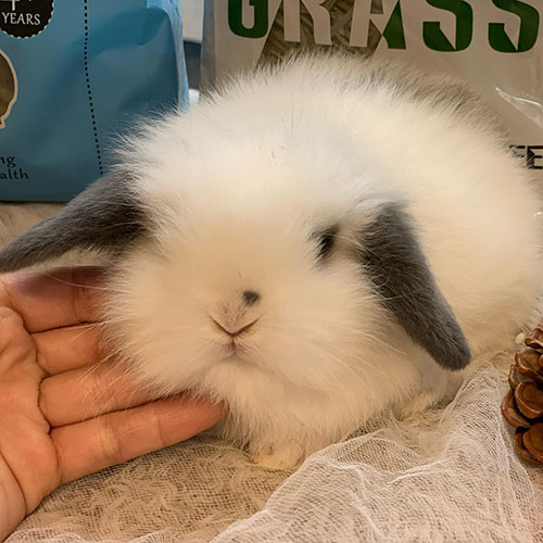 Thỏ tai cụp Mỹ (American Fuzzy Lop)