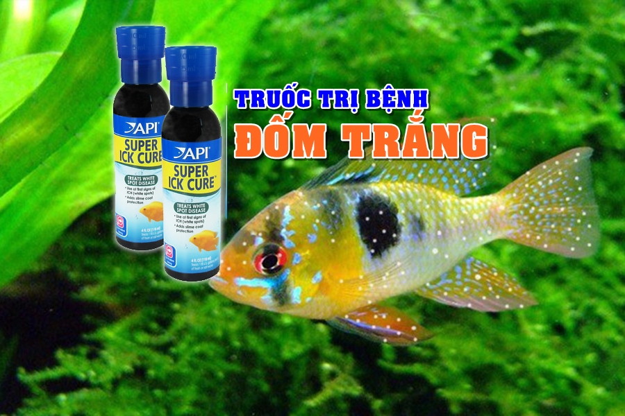 Thuốc Trị Bệnh Đốm Trắng Cá Cảnh API ICK Cure