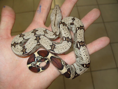 Trăn đuôi đỏ – Red Tail Boa