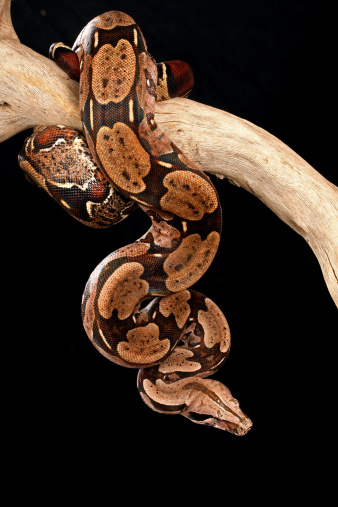 Trăn đuôi đỏ – Red Tail Boa