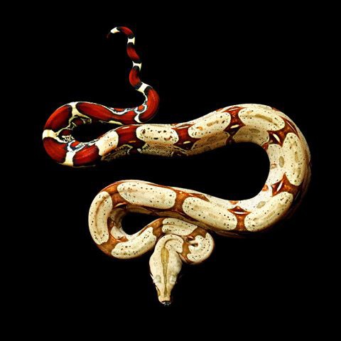 Trăn đuôi đỏ – Red Tail Boa