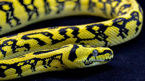 Trăn Carpet Python