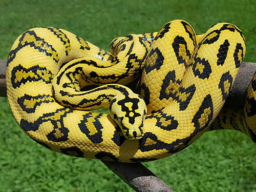 Trăn Carpet Python