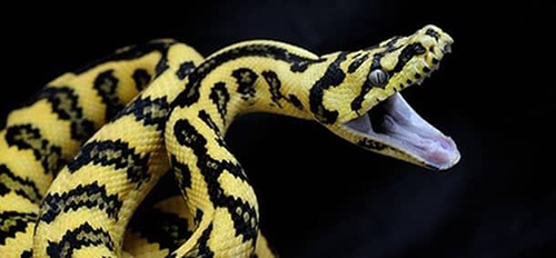 Trăn Carpet Python