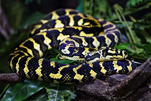 Trăn Carpet Python