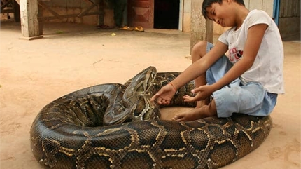 Trăn Miến Điện