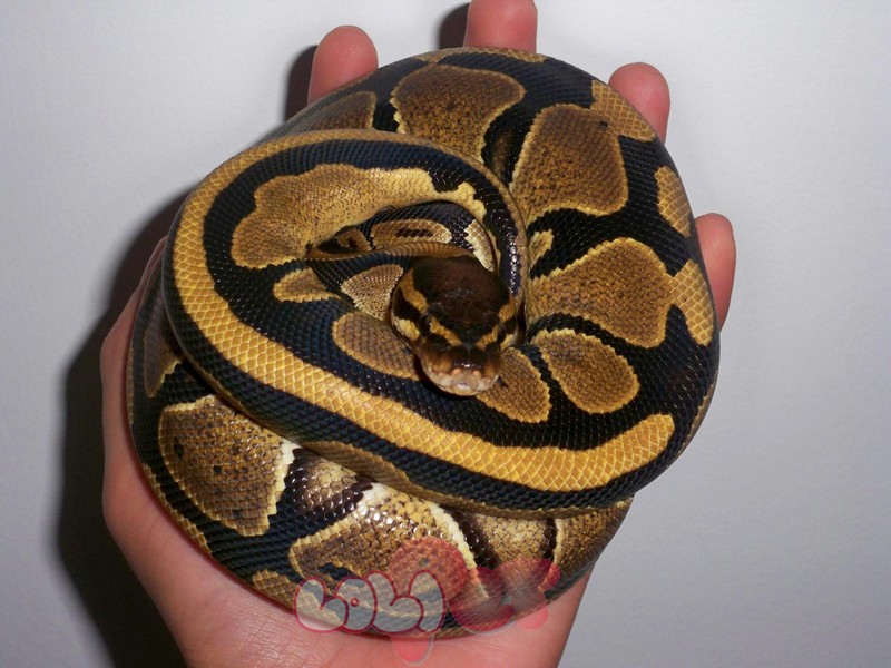 Trăn bóng Ball Python