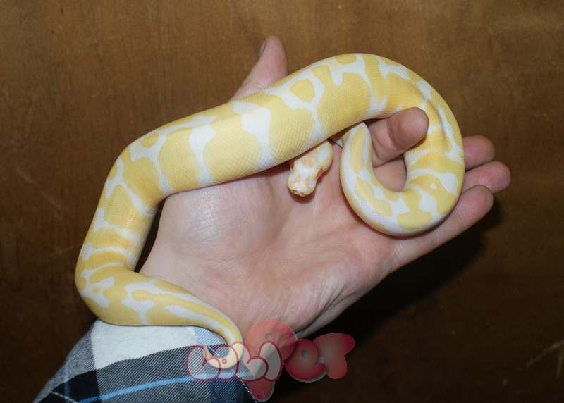 Trăn bóng Ball Python