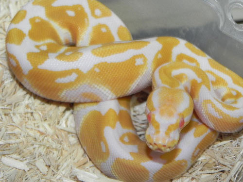 Trăn bóng Ball Python