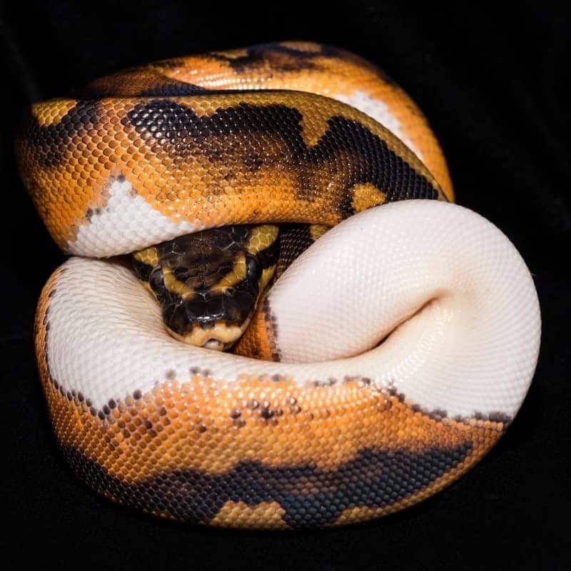 Trăn bóng Ball Python