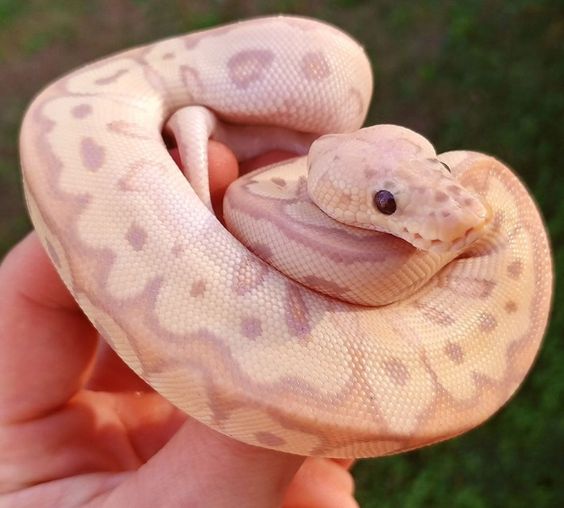 Trăn bóng – Ball Python