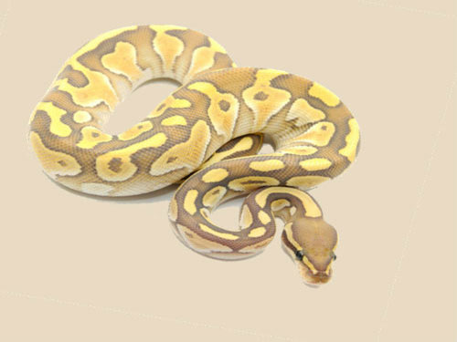 Trăn bóng – Ball Python