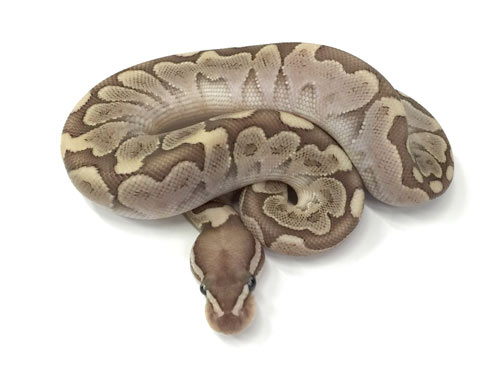 Trăn bóng – Ball Python