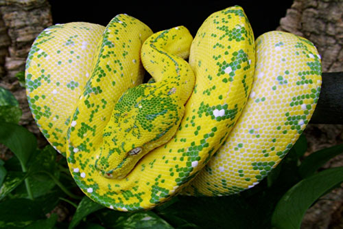 Trăn cây Green Tree Python