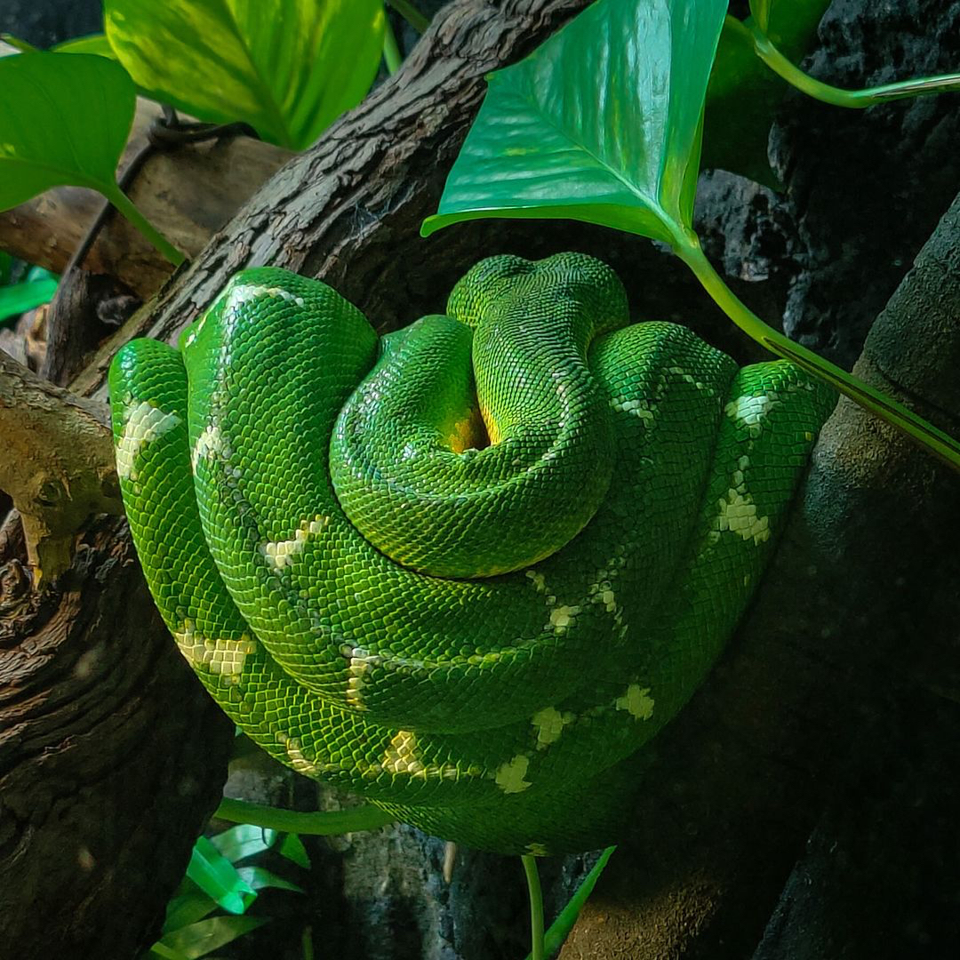 Trăn cây Green Tree Python