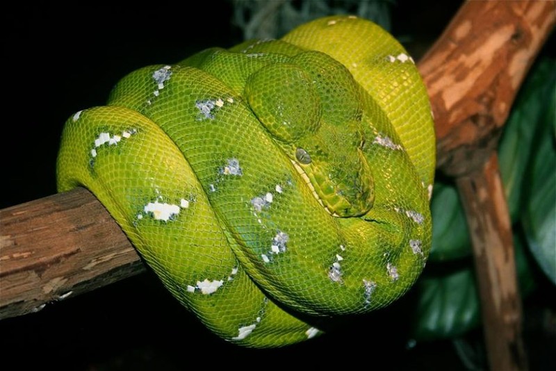 Trăn cây Green Tree Python