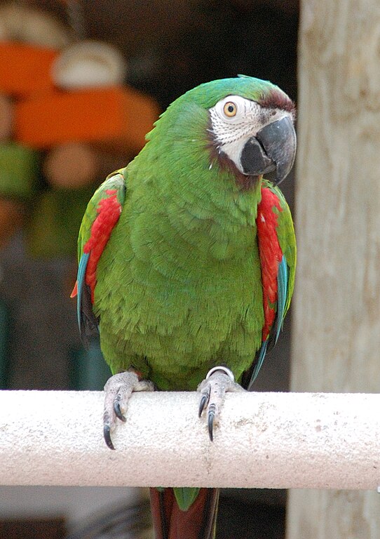 Vẹt Chestnut Fronted Macaw