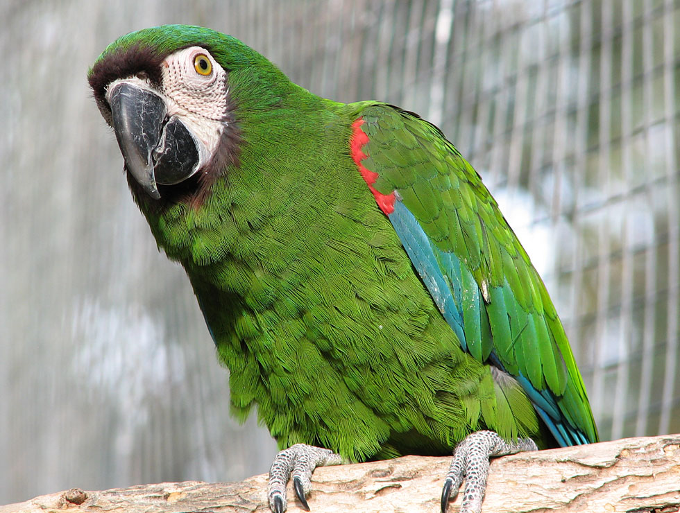 Vẹt Chestnut Fronted Macaw