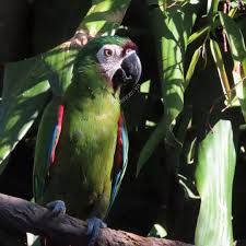 Vẹt Chestnut Fronted Macaw