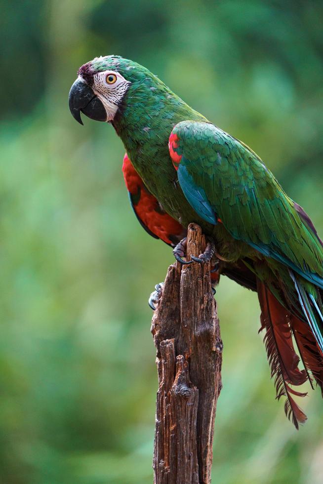 Vẹt Chestnut Fronted Macaw