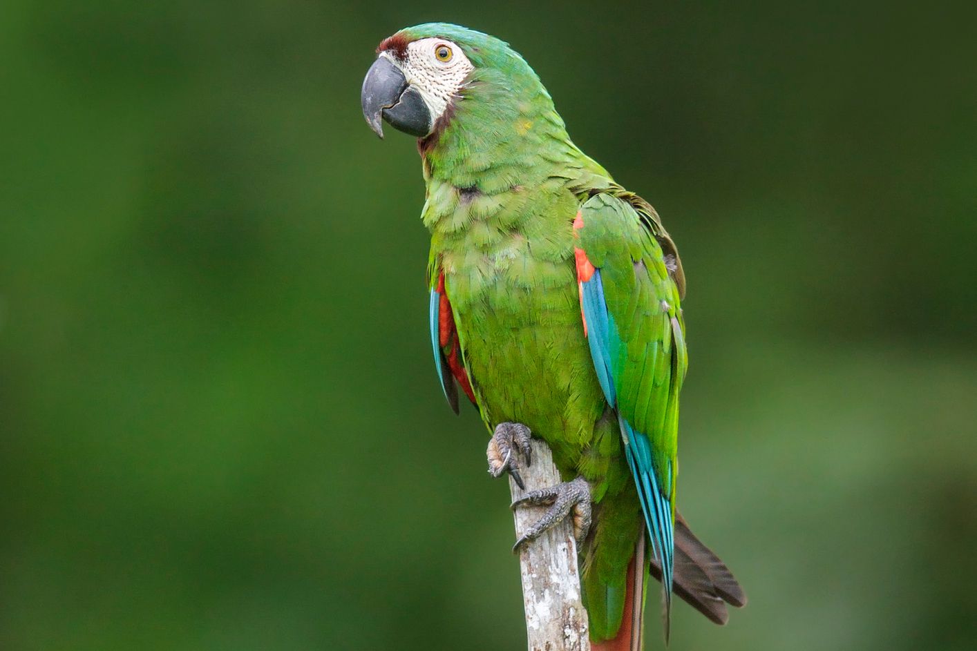 Vẹt Chestnut Fronted Macaw