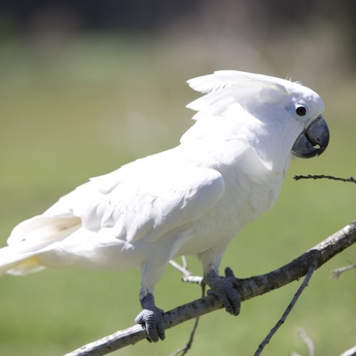 Vẹt Cockatoo 