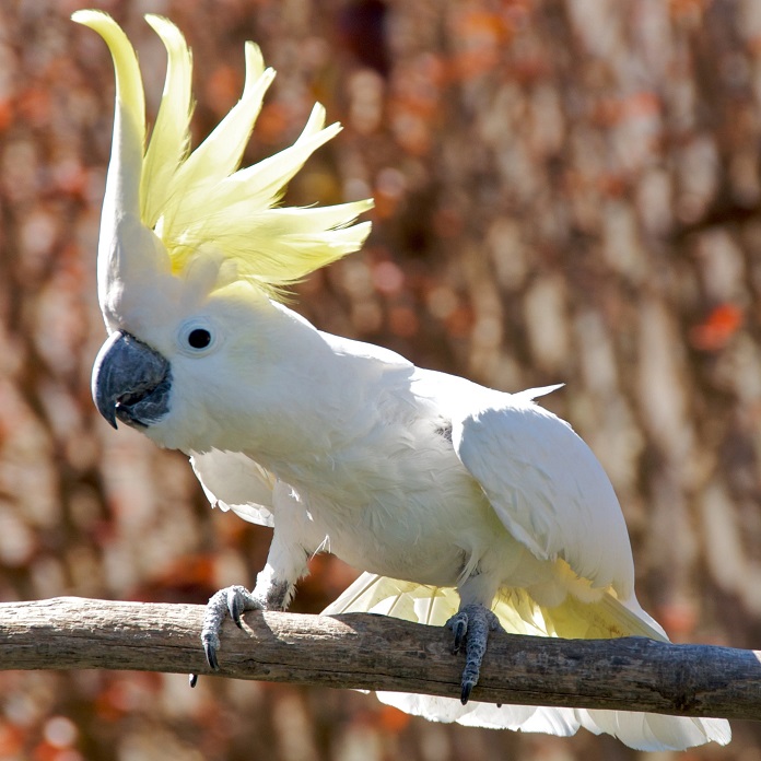 Vẹt Cockatoo 