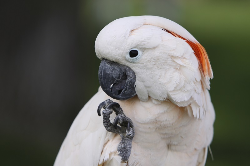 Vẹt Cockatoo 