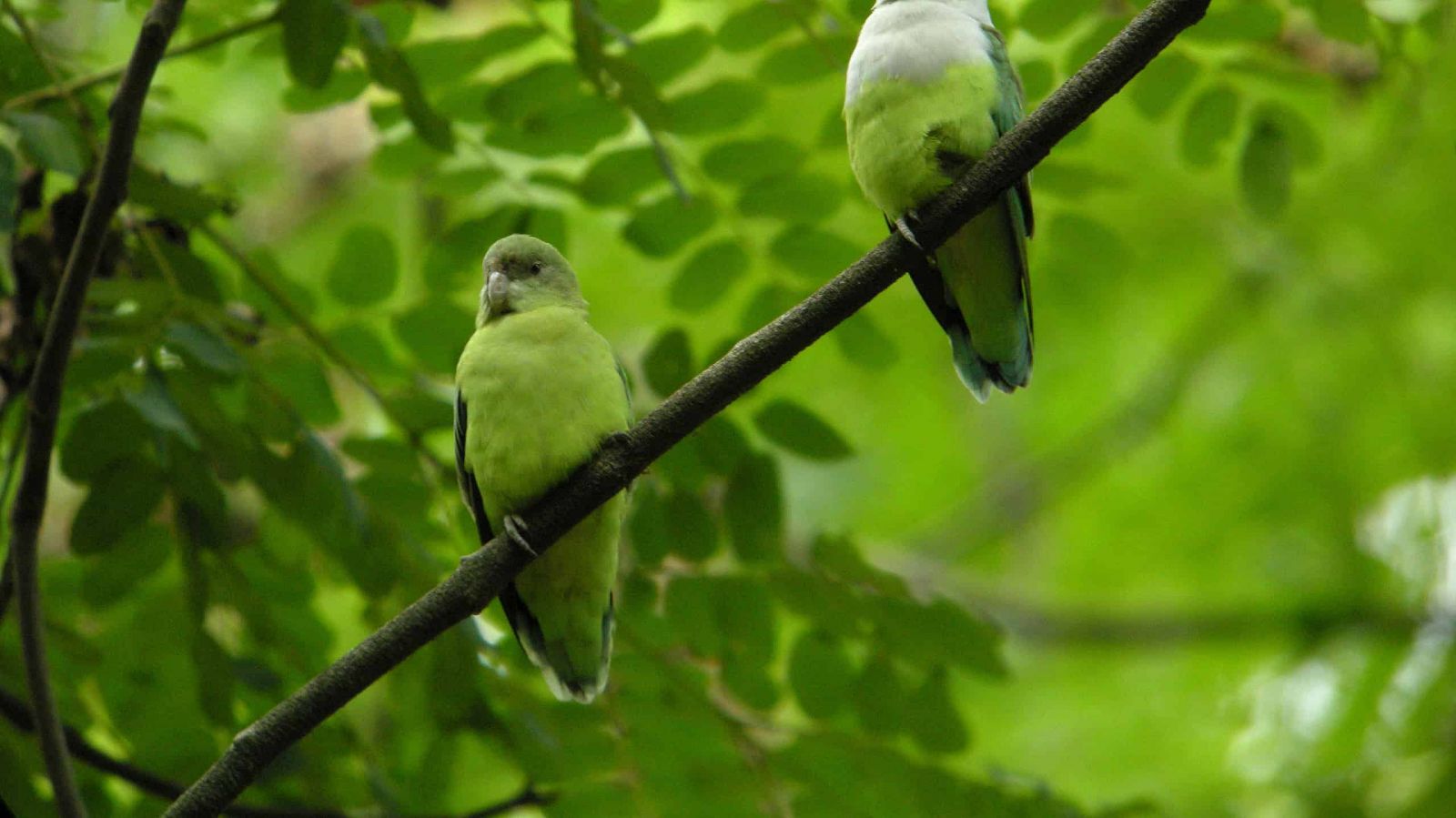 Vẹt Grey Head Lovebird 