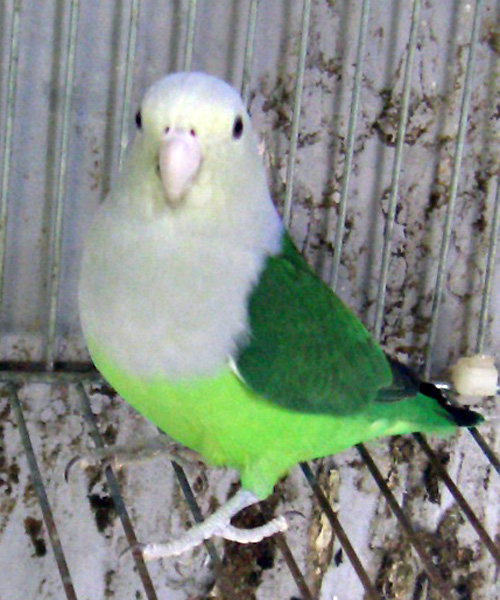 Vẹt Grey Head Lovebird 